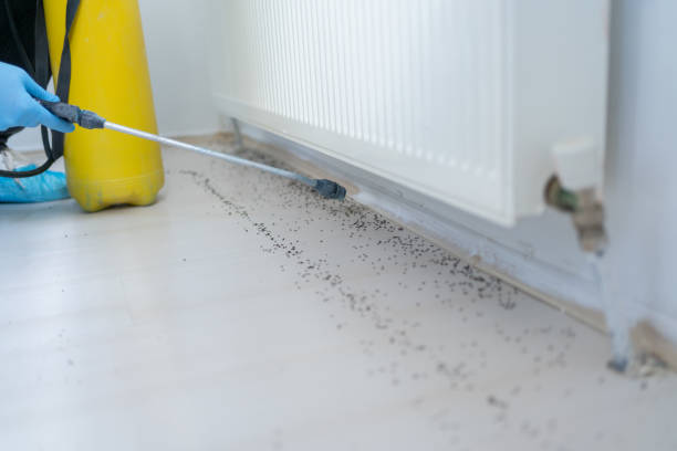 Best Bed Bug Extermination  in Elk River, MN